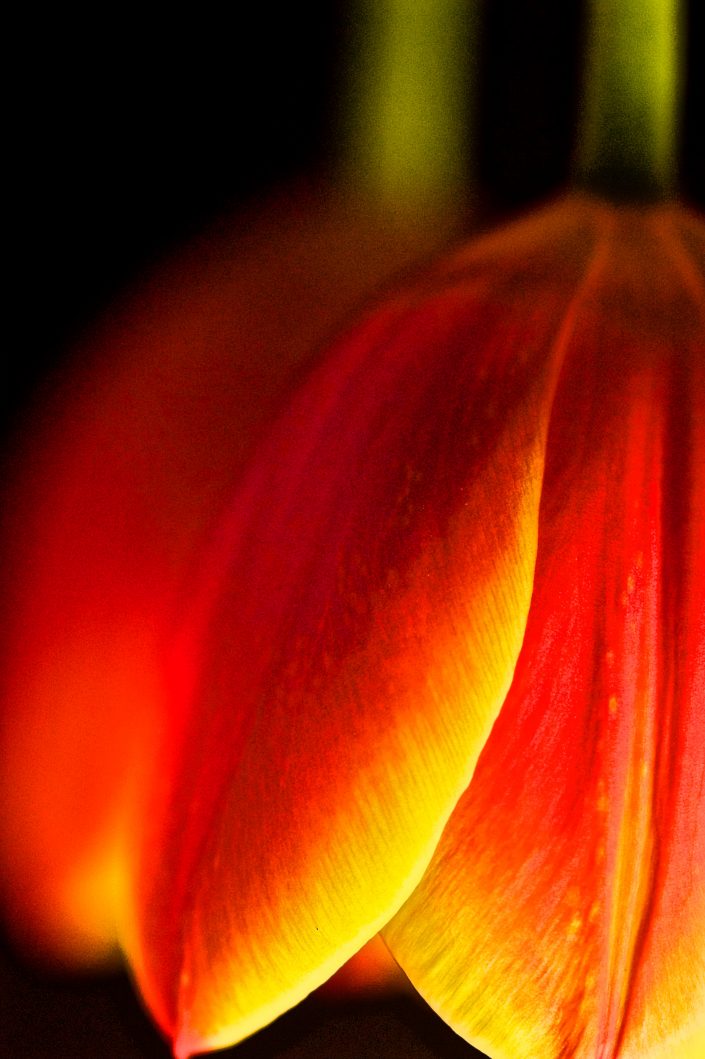 Macro image Tulips
