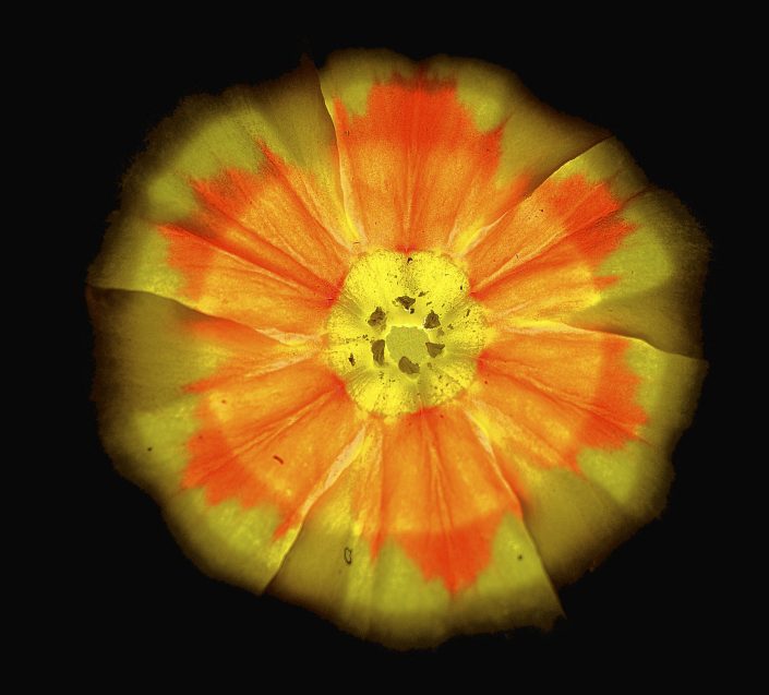 Miniature Myths - Apollo , flower photography, macro photography, yellow, orange